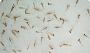 水产养殖从业者的省心计数之选。CountAnything 能够快速、精准地统计各类水生生物，从鱼虾到贻贝，让水产养殖从业者告别耗时的手工计数流程。